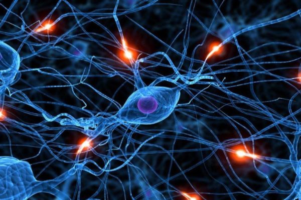 How Neural Networks Work: A Beginner’s Guide